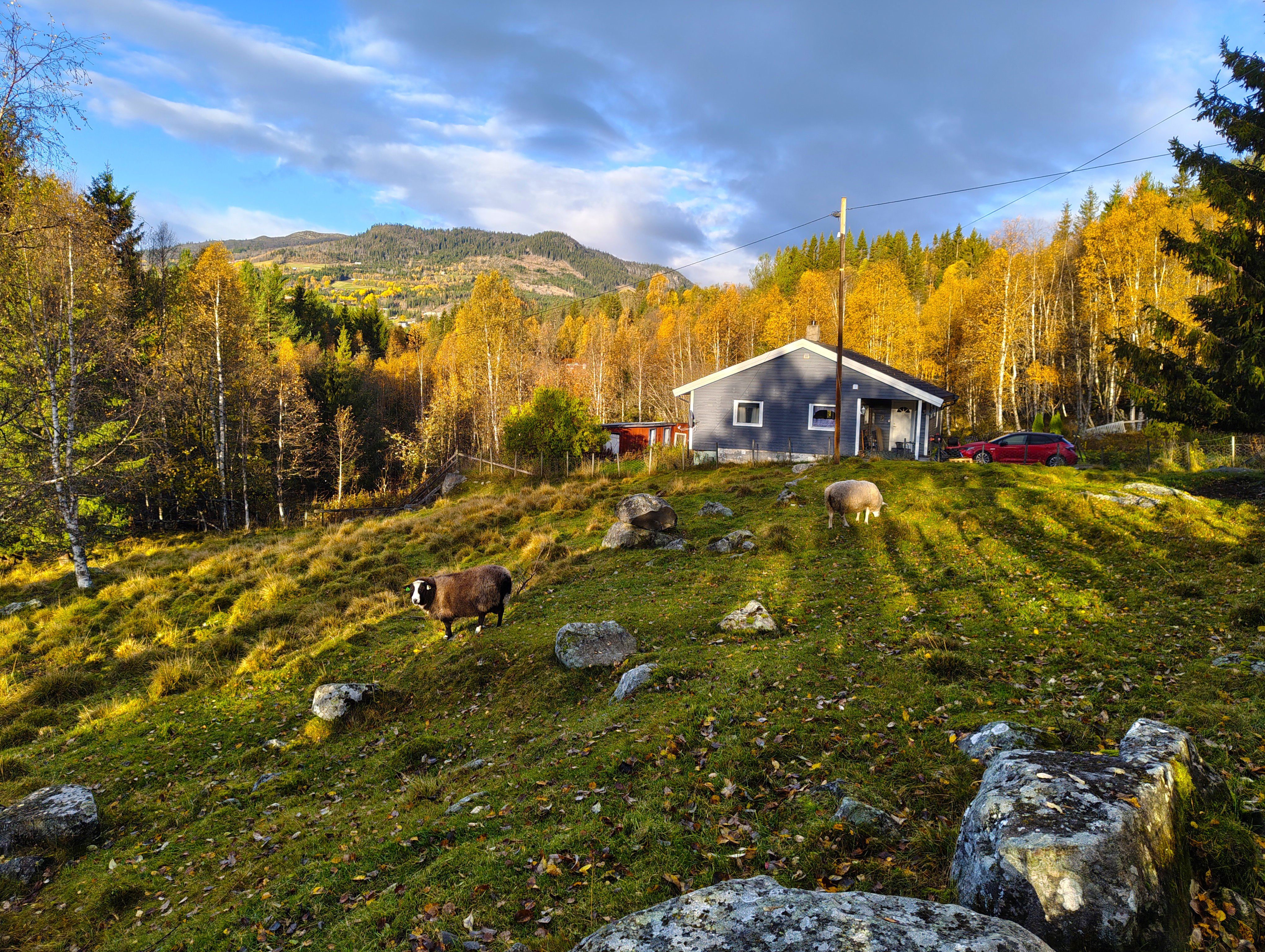 Bilde av et hus ved et beite med en sau. Skog med høstfarger i bakgrunnen.